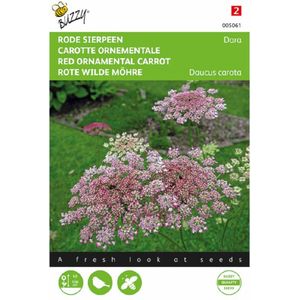 Rode sierpeen Dara - (Daucus carota)