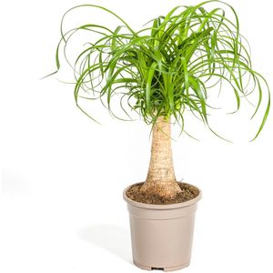 Olifantspoot"", Groene Kamerplant op stam, onderhoudsarm, Tropische uitstraling, Beaucarnea Recurvata Stam Ø17cm - 50cm