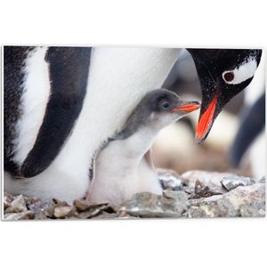 Forex - Baby Pinguïn Knuffelend bij Mama - 60x40cm Foto op Forex