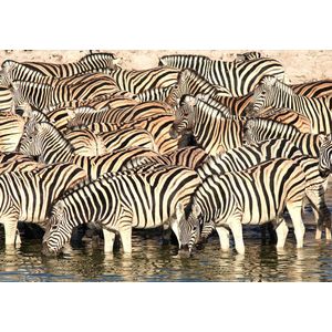 Dibond - Dieren - Zebra / wildlife - Wit / zwart - 120 x 180 cm.