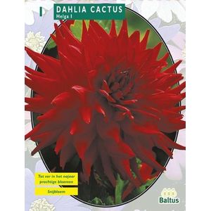 2 stuks - Baltus - Zomer Bloembollen Dahlia Cactus Helga per 1