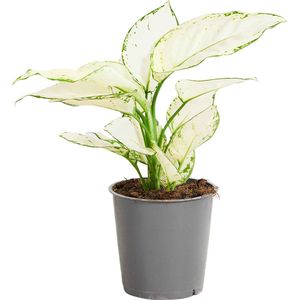 PLNTS - Aglaonema White Joy - Kamerplant - Kweekpot 12 cm - Hoogte 25 cm