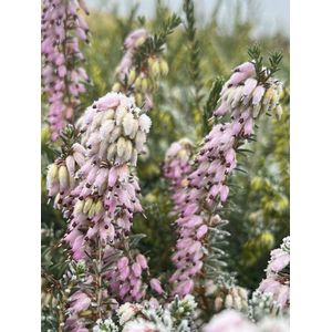 Winterheide Roze - 10 Stuks - Erica darleyensis 'Margaret Porter' - P9.5