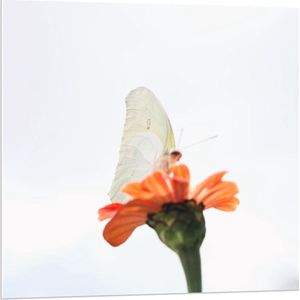 Forex - Witte Vlinder op Oranje Bloem - 80x80cm Foto op Forex