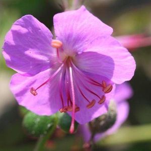 6x Geranium cantabrigiense ‘Cambridge’ - Ooievaarsbek - Pot 9x9 cm