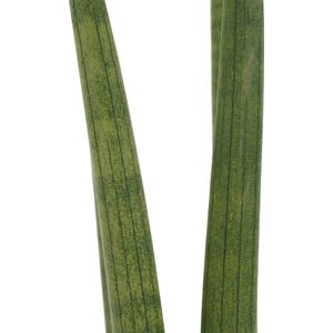 The Green Corner - Sansevieria Cylindrica in Anna sierpot (wit) (2 stuks) - Hoogte 35cm - Diameter 12cm