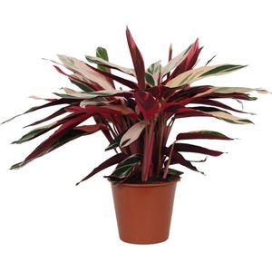 Calathea Triostar (Stromanthe) - 80 cm - Ø19cm