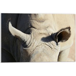 WallClassics - PVC Schuimplaat - Oren van Neushoorn - 60x40 cm Foto op PVC Schuimplaat (Met Ophangsysteem)