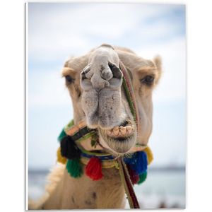 PVC Schuimplaat - Kauwende Kameel met Flosjes - 30x40 cm Foto op PVC Schuimplaat (Met Ophangsysteem)