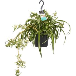 Chlorophytum comosum 'Bonnie' - Hoogte 40cm - Pot 17cm