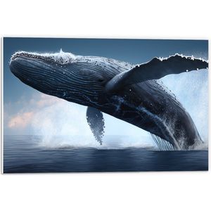 PVC Schuimplaat- Bultrug walvis komt boven het zeewater uit met veel spetters om hem heen - 60x40 cm Foto op PVC Schuimplaat