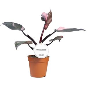 Philodendron Pink Princess - Hoogte 25cm - Pot 12cm