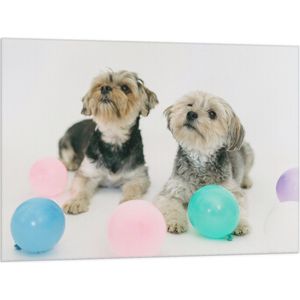 Vlag - Twee Kleine Honden Spelend met Ballonnen - 100x75 cm Foto op Polyester Vlag