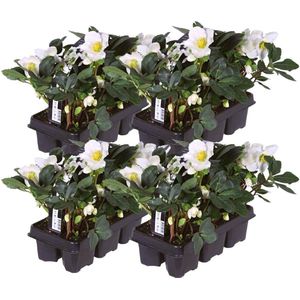 Plants by Frank | Set van 24 kerstroos planten | 24x Helleborus niger 'Christmas Carol' | 7 cm Ø | 15-20 cm  | Winterharde kerstroos planten | Tuinplanten | Herfstplanten