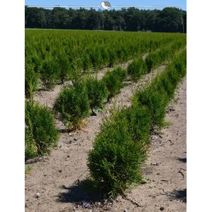Westerse Levensboom Thuja Smaragd 60-80 cm in Pot, 30x Haagplant