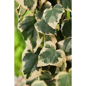 Hedera colchica 'Dentata Variegata' 70- 80cm - 2 stuks - Kaukasische klimop - geel / groen blad - wintergroen - 2 liter pot