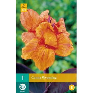 Canna Wyoming Oranje - 1 Plant -