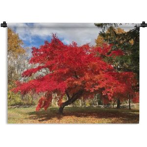 Wandkleed Japanse esdoorn - Japanse esdoorn met rode bladeren in het park Wandkleed katoen 60x45 cm - Wandtapijt met foto