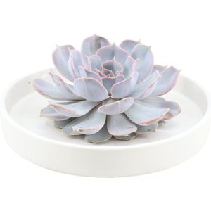 Echte Succulent Lila in witte keramiek schaal - Ø12-14 cm - 5 cm - 1x Echeveria Lilacina - kamerplant - vetplant