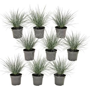 Plant in a Box - Festuca glauca 'Elijah Blue' - Set van 9 Festuca - Winterharde tuinplanten - Siergras - Pot 9cm - Hoogte 10-15cm