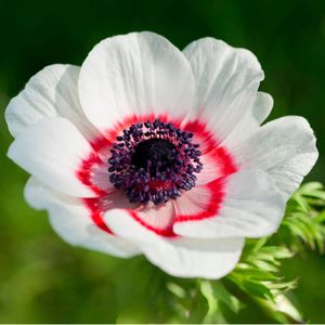 Anemoon Bicolor - Anemone coronaria