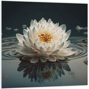 PVC Schuimplaat- Witte Waterlelie Drijvend op Water met Donkere Achtergrond en Veel Bladeren - Bloemen - 100x100 cm Foto op PVC Schuimplaat