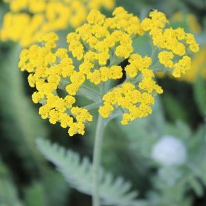 6x Achillea ‘Coronation Gold’ - Duizendblad - Pot 9x9 cm