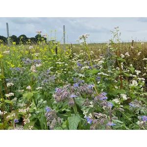 Kleur & Geur - Veldbloemenmengsel meerjarig - 500gr. - Advanta