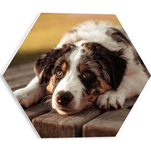 PVC Schuimplaat Hexagon - Liggende Zwart met Witte Hond op Houten Picknicktafel - 30x26.1 cm Foto op Hexagon (Met Ophangsysteem)