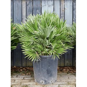 Chamaerops humilis Vulcano Bush 80cm