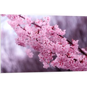 PVC Schuimplaat- Felroze Bloesembloemen aan Tak - 105x70 cm Foto op PVC Schuimplaat