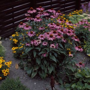 50 x Roze Zonnehoed Plant - Langbloeiende Borderplant - Echinacea purpurea in 9x9cm pot met hoogte 5-10cm