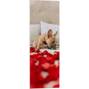 WallClassics - PVC Schuimplaat- Hondje op Bed met Rode Rozenblaadjes - Franse Buldog - 30x90 cm Foto op PVC Schuimplaat