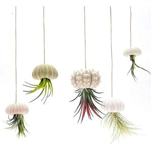 Mini zee-egel schelp lucht plantenhouders - decoratieve hangende lucht plant pot - Tillandsia succulente display container (5-pack)