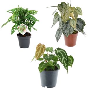 Mix van 3 groene kamerplanten, (Monkey Leaf, Philodendron Brandtianum, Anthurium Chrystallium)