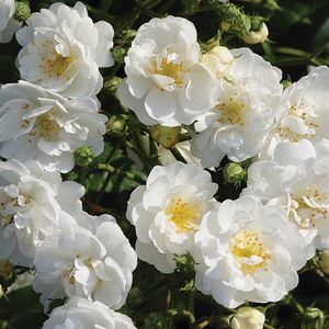 Klimroos - Rosa 'Guirlande D'Amour' - Klimroos