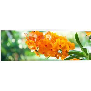 PVC Schuimplaat- Boeket van Oranje Orchideeën Bloemen Hangend aan Stengel - 90x30 cm Foto op PVC Schuimplaat