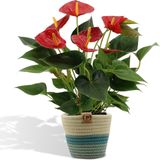 Anthurium andreanum Diamond Red incl. PURE mand - 45cm - Ø12