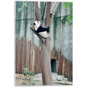 Forex - Panda Hangend in de Boom - 40x60cm Foto op Forex