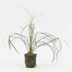 Aquaflora Ophiopogon Japonica Variegata | in 5 cm pot