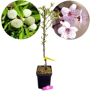 Prunus dulcis 'Ferragnes', amandelboom, 5 liter pot