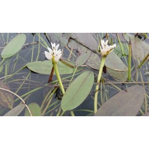 Kaapse waterlelie (Aponogeton distachyos) - Vijverplant - per 2 losse knollen - Vijverplanten Webshop