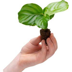 PLNTS - Baby Calathea Orbifolia (Gebedsplant) - Kamerplant - Stekplantje 2 cm - hoogte 15 cm