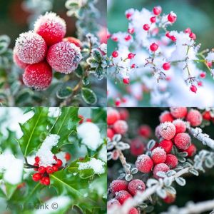 3 Pakjes van 10 kaarten Foto Collage winter hulst