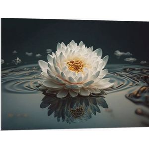 PVC Schuimplaat- Witte Waterlelie Drijvend op Water met Donkere Achtergrond en Veel Bladeren - Bloemen - 100x75 cm Foto op PVC Schuimplaat