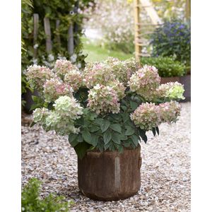 Hydrangea pan. Gardenlights 'Pinklight' - Tuinplant - 3 stuks