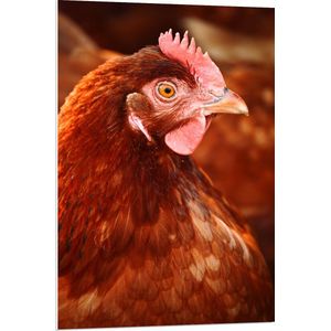 PVC Schuimplaat- Zijaanzicht van Bruine Kip met Rode Lel en Oranje Ogen - 70x105 cm Foto op PVC Schuimplaat