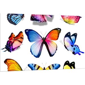Forex - Kleurrijke Vlinders op Wit Blad - 150x100cm Foto op Forex