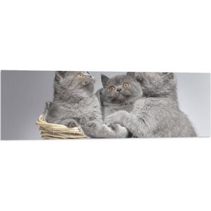 Vlag - Mandje Vol Grijze Britse Korthaar Kittens met Oranje Ogen - 120x40 cm Foto op Polyester Vlag