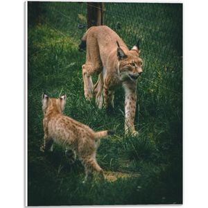 WallClassics - PVC Schuimplaat - Baby Lynx met Moeder achter Hek - 30x40 cm Foto op PVC Schuimplaat (Met Ophangsysteem)